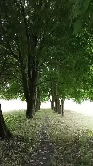 Прогулка по монастырской аллее