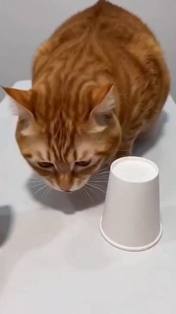 хахахахахаххахахаха