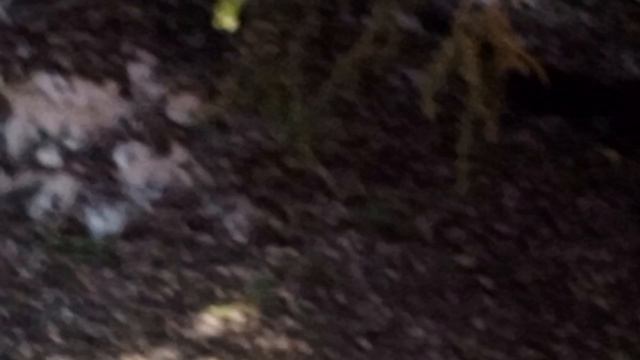 красивые белки