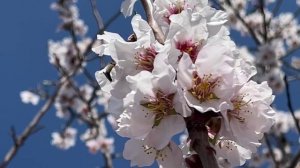 Природа, как сама Весна