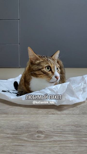 Зачем мне эти лежанки?😸