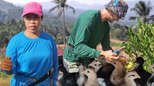 ИСХОД РУССКИХ МУЖИКОВ В ДЖУНГЛИ. Мумай и Джереми починили забор  Как  прокормить столько птенцов ?