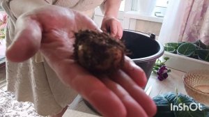 как убрать клубни глоксиний на покой 'показываю как делаю я 👍🌺