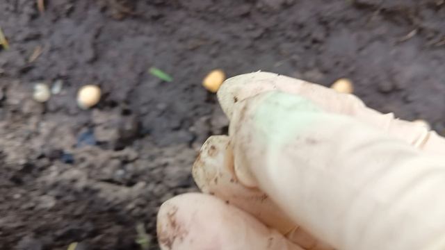 Время пришло. Сажаю горох.