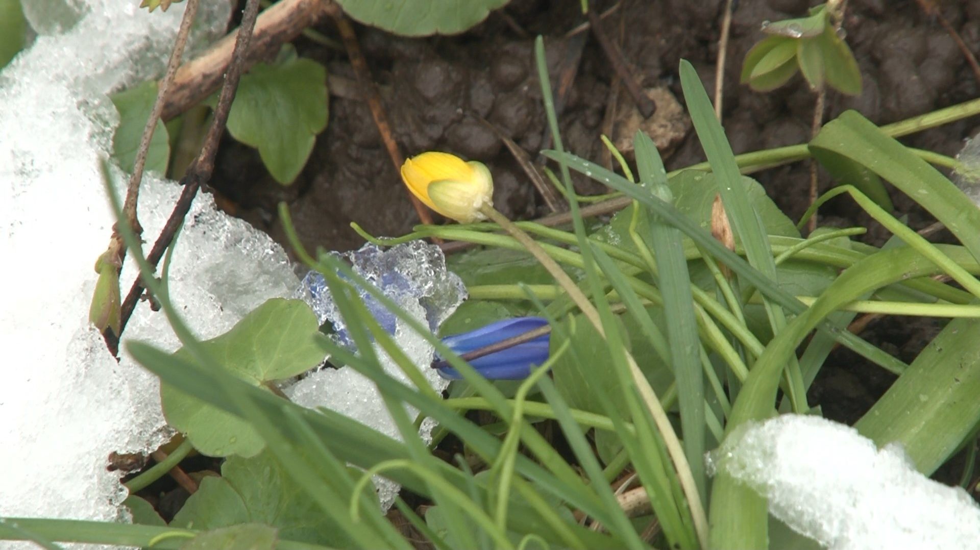 САМЫЕ РАННИЕ