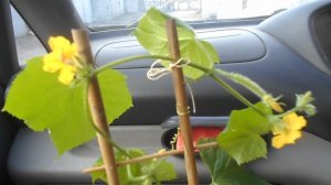 САЖАЕМ ОГУРЕЦ В ТЕПЛИЦУ