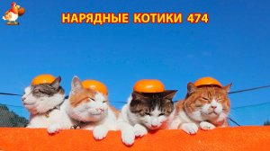 Нарядные Котики расслабляются на солнышке 🌞 🐈🐈🐈 (474)