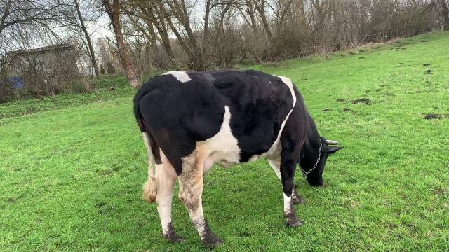 Первая трава и комбикорм для телят.mp4