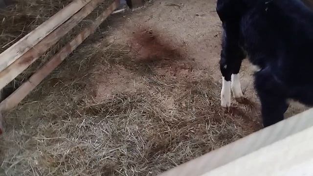 7 ДЕНЬ ВЫРАЩИВАНИЯ БЫЧКА