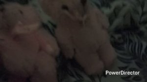 серия 18 розовый мишка или другой