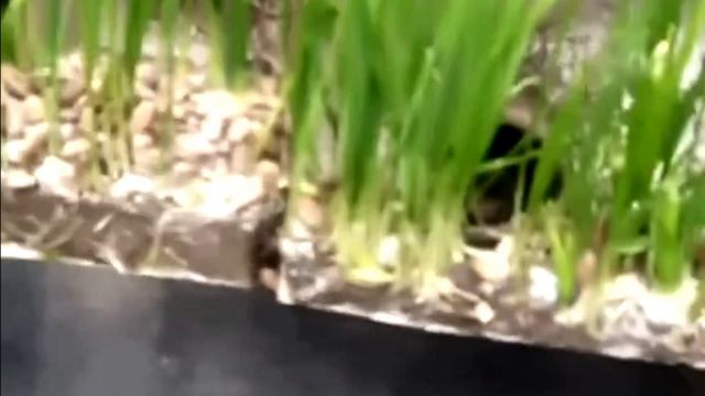 Зелень в задней фаре