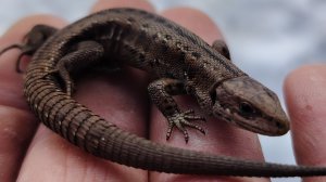 На острове Сахалин проснулись ящерицы | У них сейчас охота | Природа острова