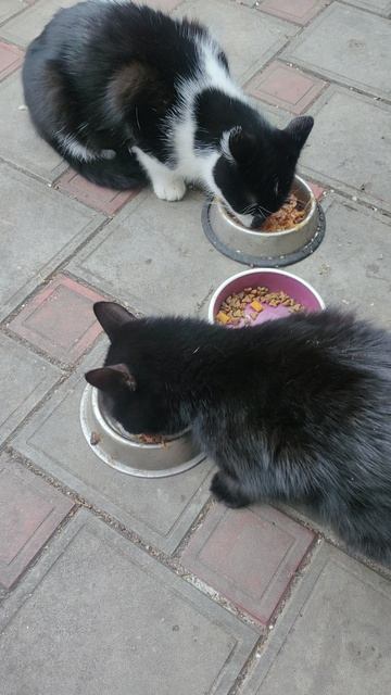 Мои пушистые друзья кушают. #БелыйАнгел