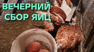 Куры-несушки Вечерний сбор яиц