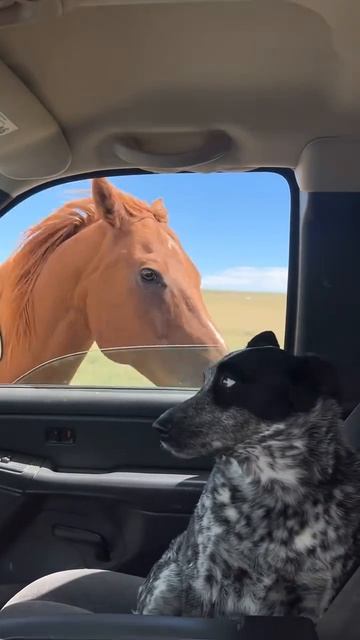 Свят.. свят..👀))