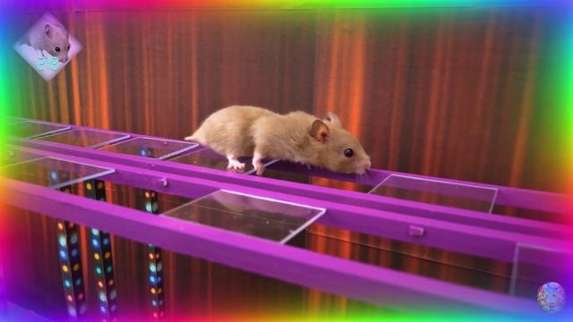 Приключение в лабиринте с хомяками! найдем спрятанное сокровище! часть 5