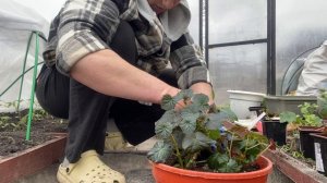 23-04-2026 Пересадила бегонии, помидоры пока стоят . Сад зацветает .