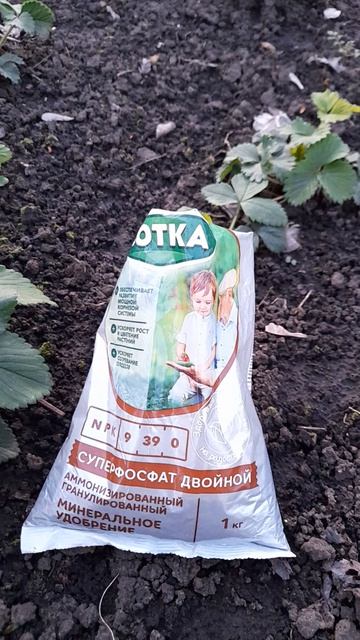 Подкормка садовой земляники весной.
