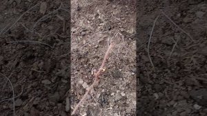 Как перезимовал персик и виноград в Тюмени.