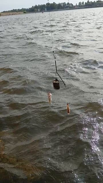 Дуплет 🦈Ершей на🐟финском заливе🪼