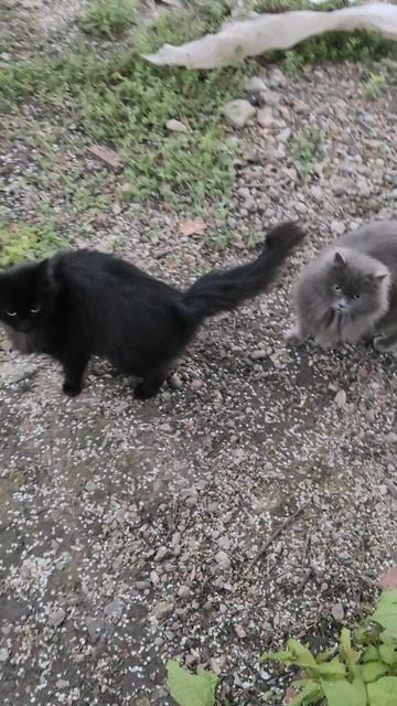 Девчата 100500 раз за день в гости приходят. #БелыйАнгел #помощьживотным