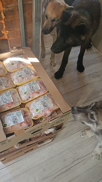 Мама это всё нам? 🤣#волк #русскийвольфхунд #любимцы #интересно #интересное #собаки #животные #щенки