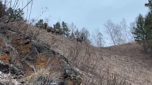 Маралы на Торгашинском хребте… Красноярск апрель 2026