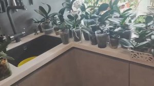 #188 ОрхоVLOG устроила мне переполох на ровном месте. Опрыскивание_полив малышей и ослабленных орхид