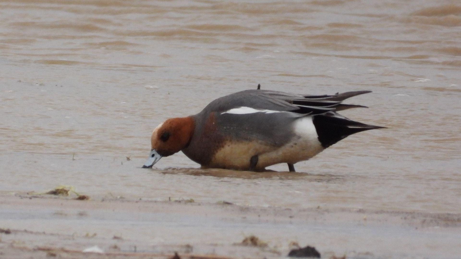 Птицы в Новгородской области, утка и селезень Свиязь, бёрдвотчинг 23 апреля 2026