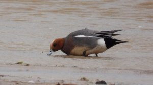 Птицы в Новгородской области, утка и селезень Свиязь, бёрдвотчинг 23 апреля 2026