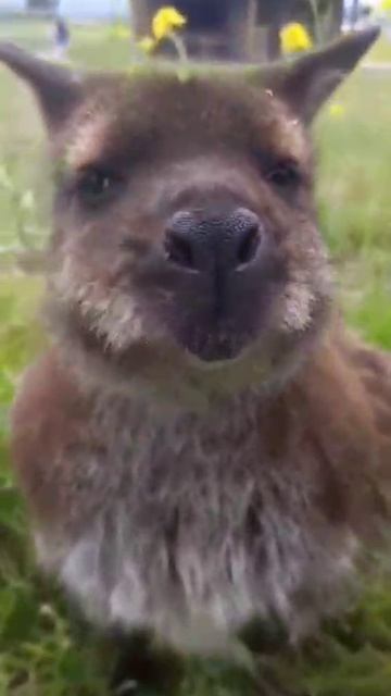 VID_20260421_221013_812.mp4