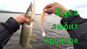 ЩУКА на КРУПНЫЕ ПРИМАНКИ. Гайдинг с подписчиком. ОТЖИГАЕМ.