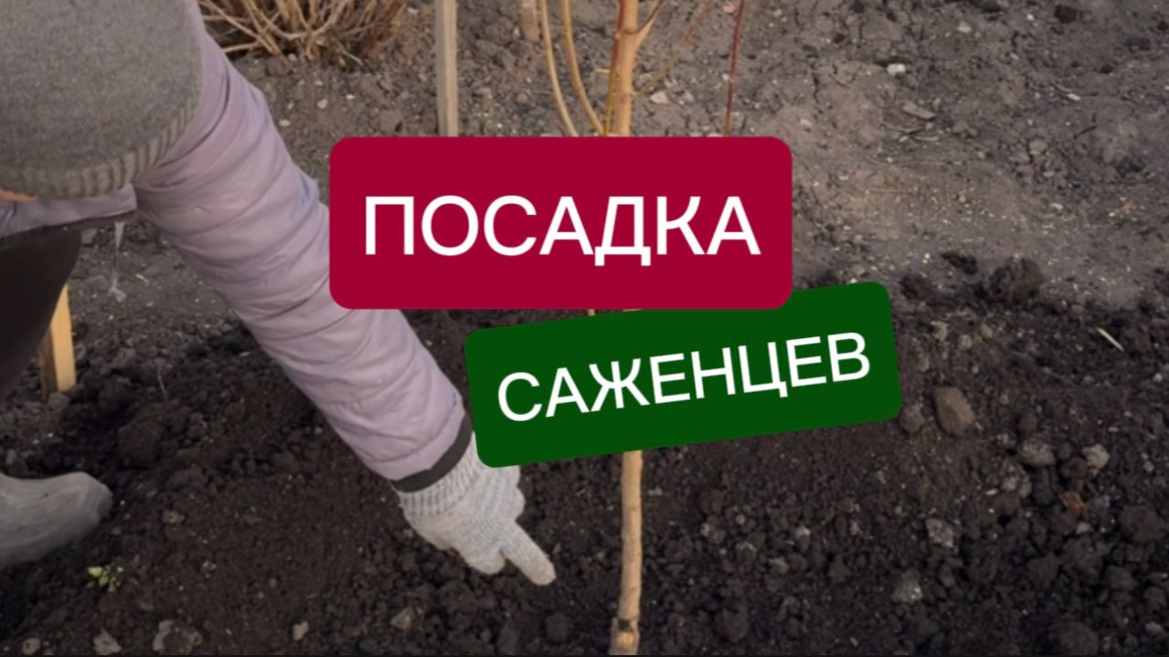 Как посадить саженец весной