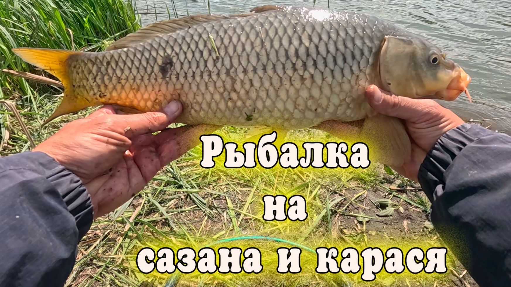 Сазан и крупный карась на флэт фидер, активный клёв рыбы