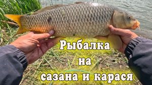 Сазан и крупный карась на флэт фидер, активный клёв рыбы