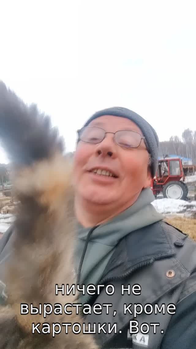 Зачем МЕШАЕШЬ, МАНЮНЯ? 😾💩 Делаю навозную грядку для тыквы #юмор #котики