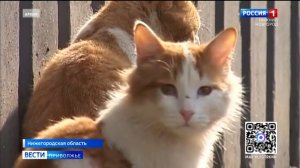 В Нижегородской области выявили очаги бешенства