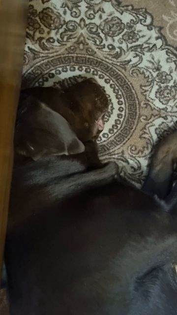 Ричард спит Поставил точку 