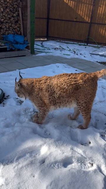 Автор видео: marsel_and_co