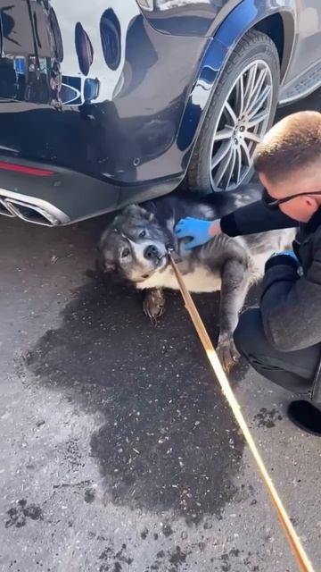 Скромному медвежонку САО Будулаю 🍀нужны 🍖консервы❗Пост в описании 🎥 #сао #собака #алабай #любовь