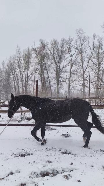 Оксана Новикова и Дольче Вита работа на корде в весенний снегопад.