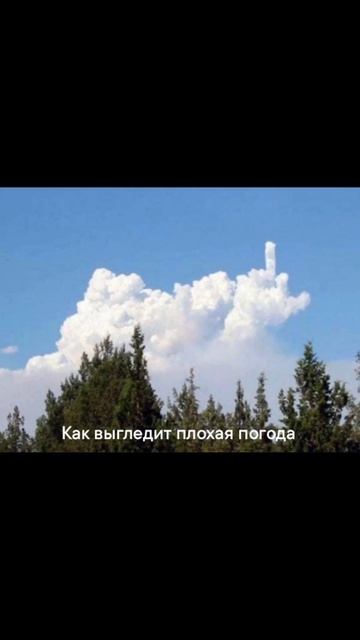 Лютые мемы Буратино