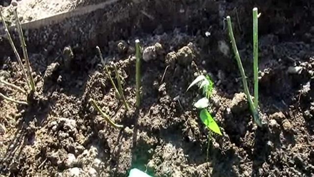 Высадка Роз в грунт весной в Сибири. Формирование Розария...