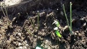 Высадка Роз в грунт весной в Сибири. Формирование Розария...