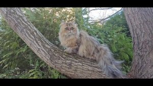 GOLDEN GIRL МОN AMI FLEUR D' ARGENT