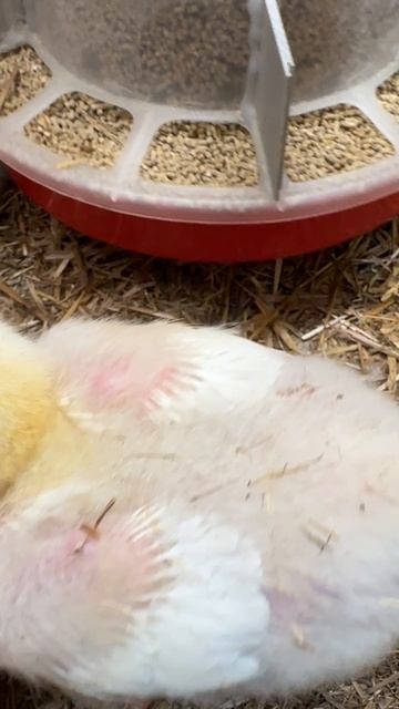 Бройлеры 11 дней