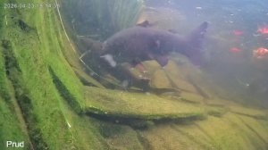 Жизнь в пруду