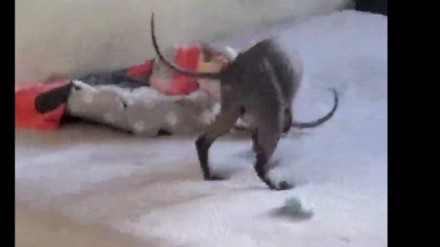 Кошка Зара. Видео для Выставки