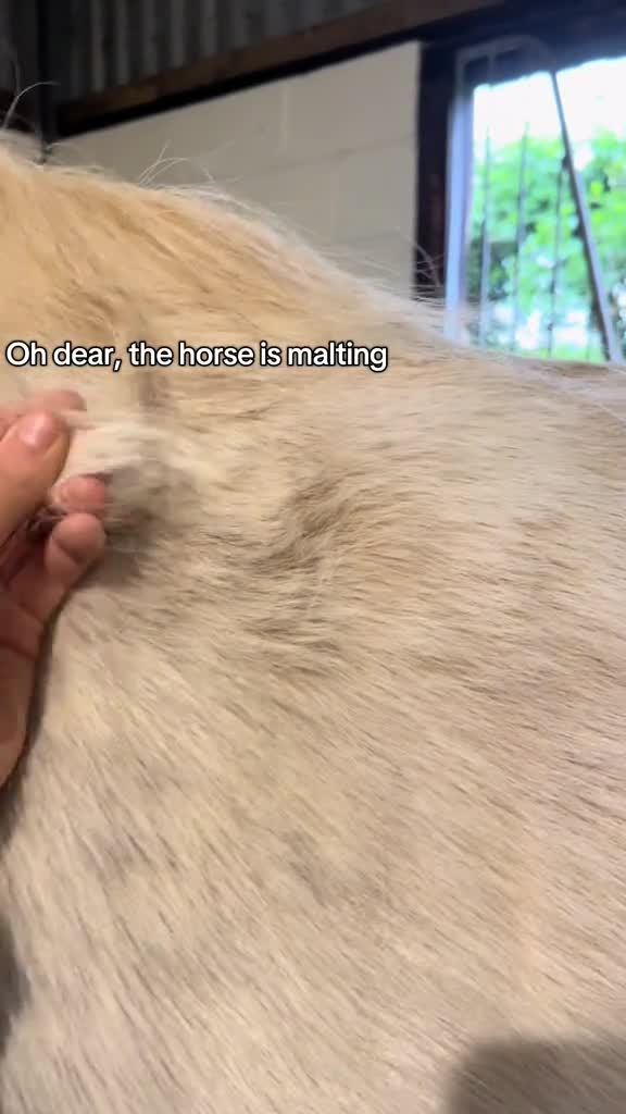 #Милые #видео #животные