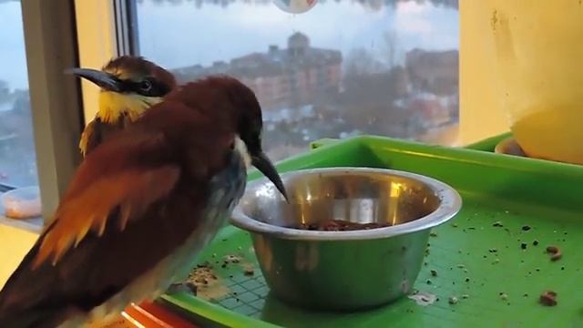 Золотистые щурки